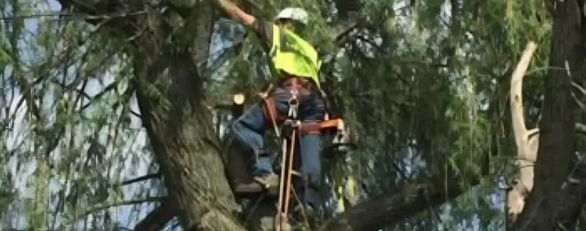 Tree Trimming Cost in Santa Rosa, CA