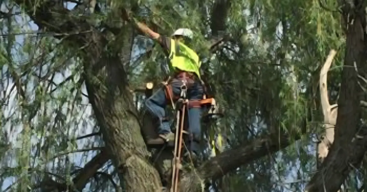 Tree Trimming Cost in Santa Rosa, CA