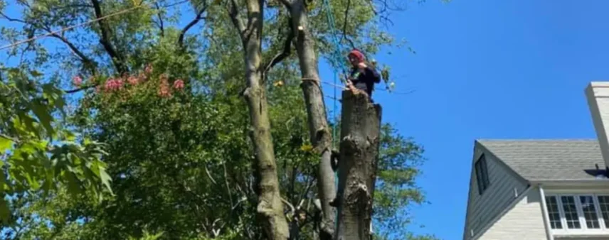 Tree Maintenance in Santa Rosa