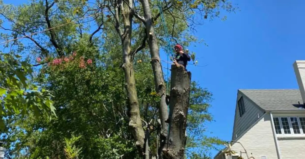 Tree Maintenance in Santa Rosa