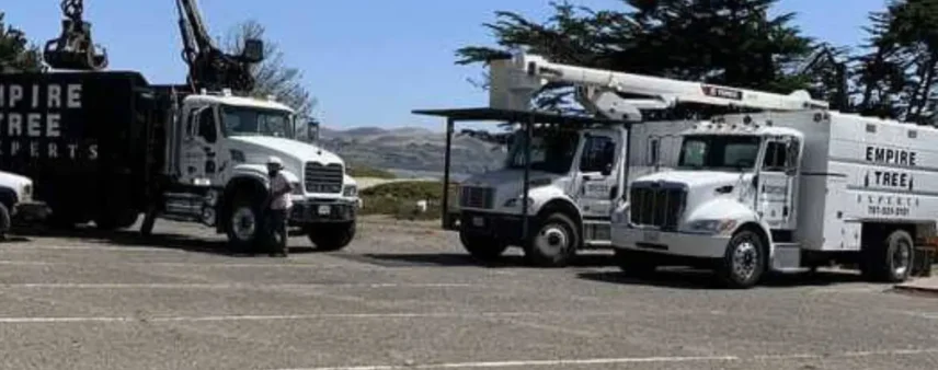 Tree Removal in Santa Rosa, CA