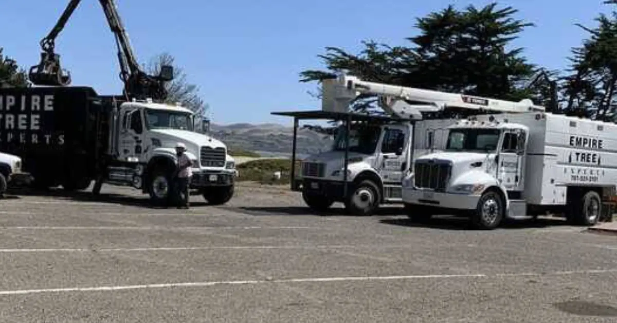 Tree Removal in Santa Rosa, CA