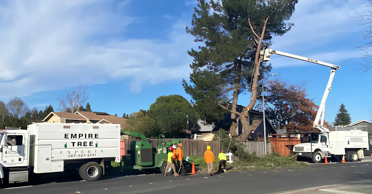 Tree Pruning