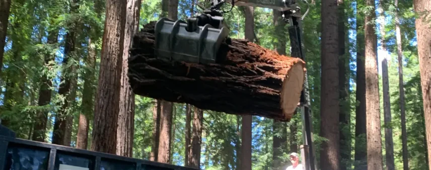 Tree Removal