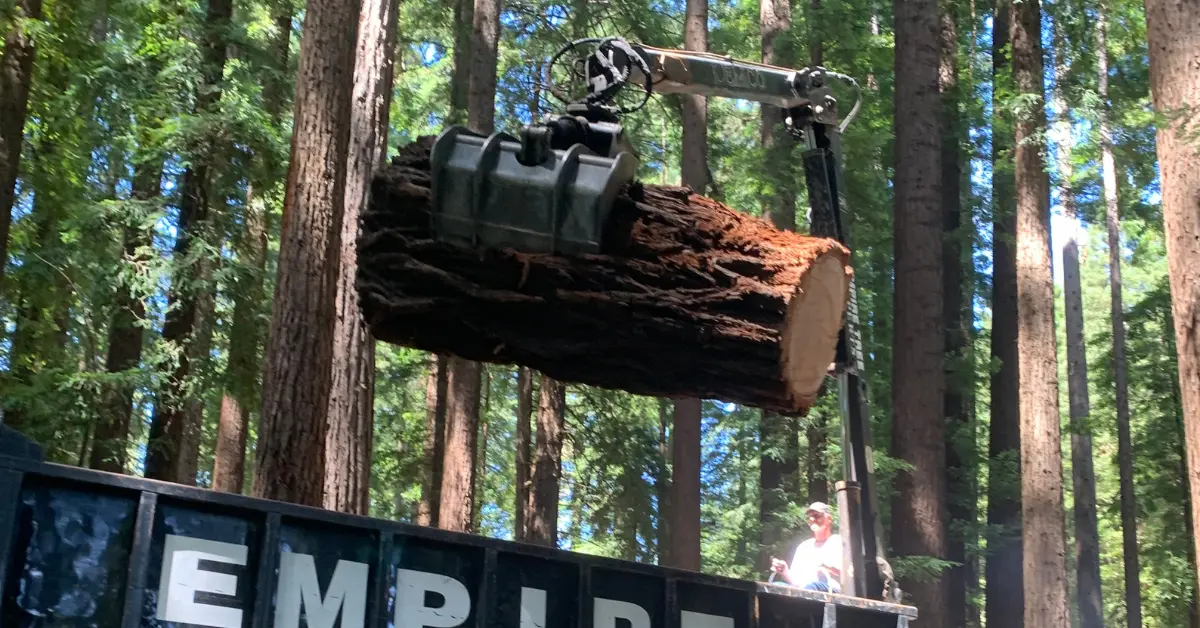 Tree Removal