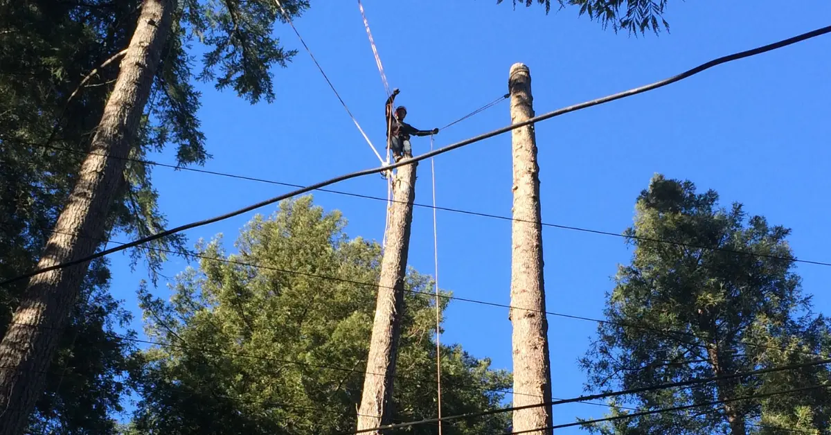 24/7 Emergency Tree Service