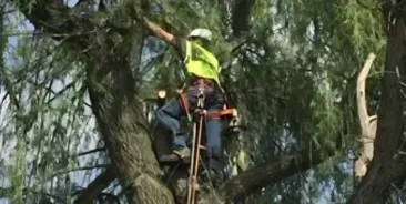 24/7 Emergency Tree Removal