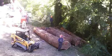 Tree Removal in Santa Rosa & Sonoma County