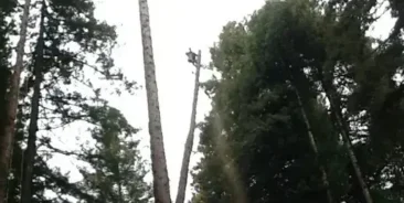 Tree Pruning Services