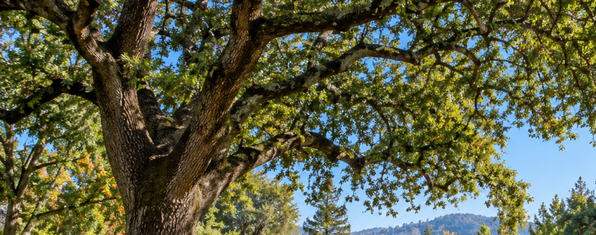 Santa Rosa park with mature trees, walking trails, and green spaces in California