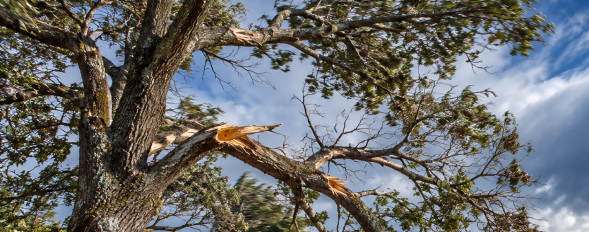 Weak tree branches exposed to strong Diablo winds in Sonoma County