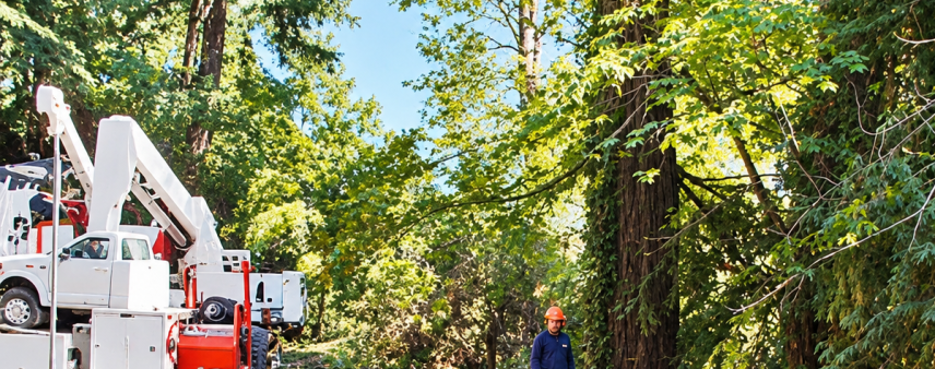 Tree Trimming vs. Fire Abatement: What Sonoma County Homeowners Actually Need