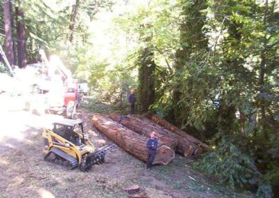 Tree Trimming Removal Santa Rosa CA