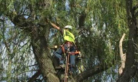 Tree-Trimming-and-Pruning