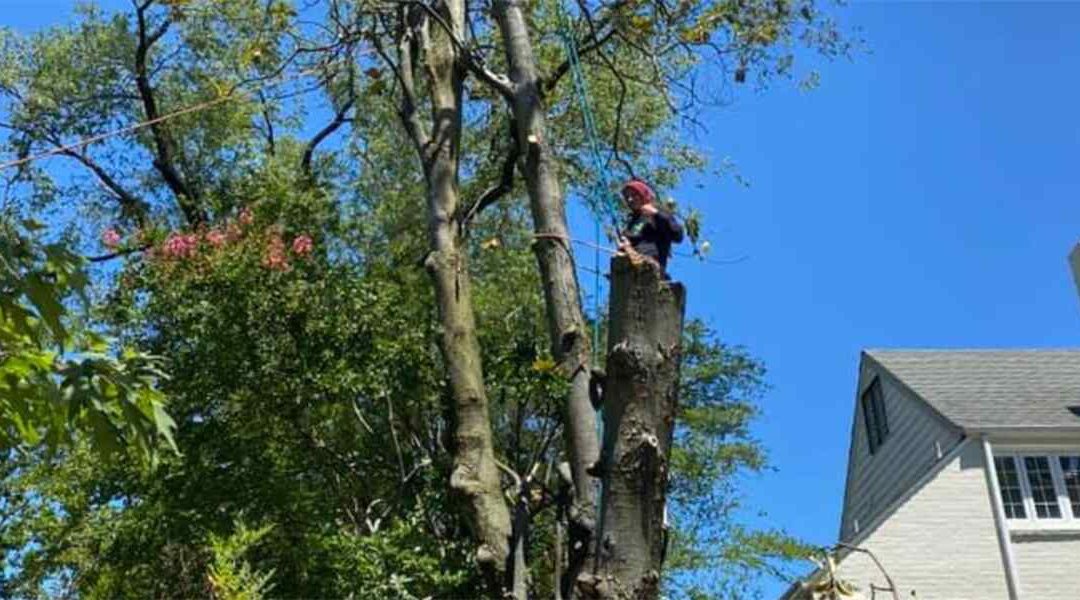 Understanding the Dangers of DIY Tree Removal