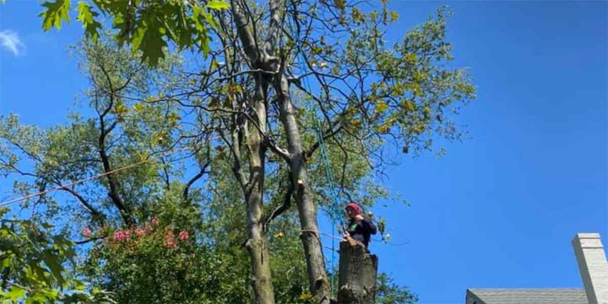 does pruning trees encourage growth - Empire Tree Experts