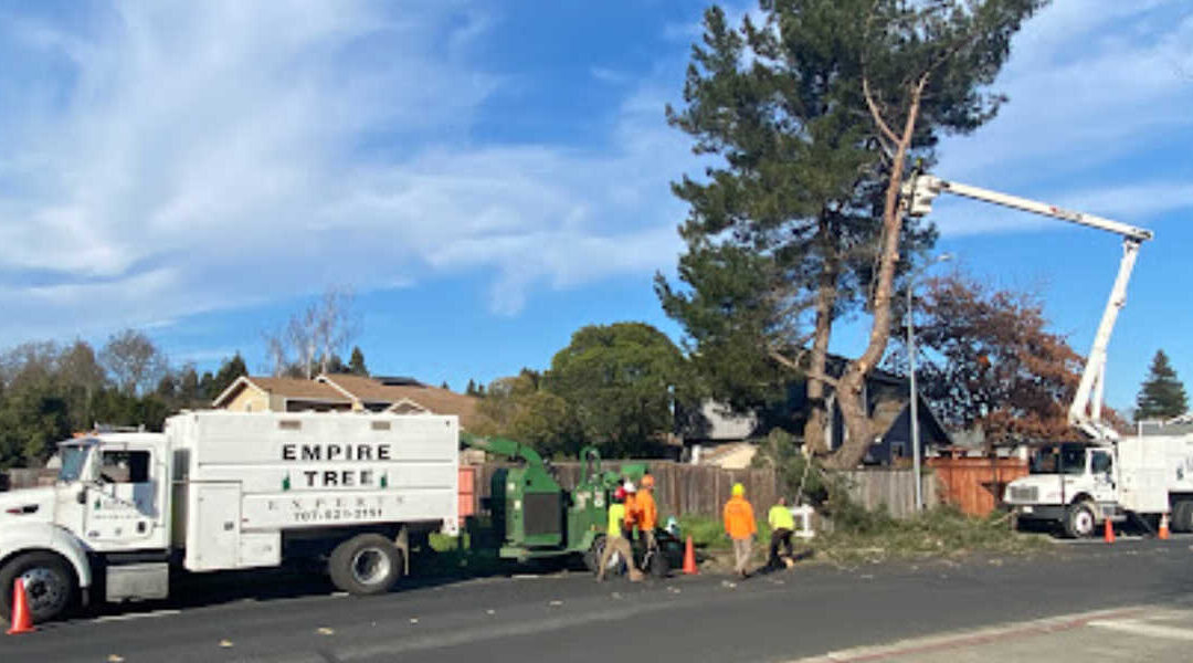 5 Tips on How To Protect Trees From Extreme Heat in Guerneville, CA