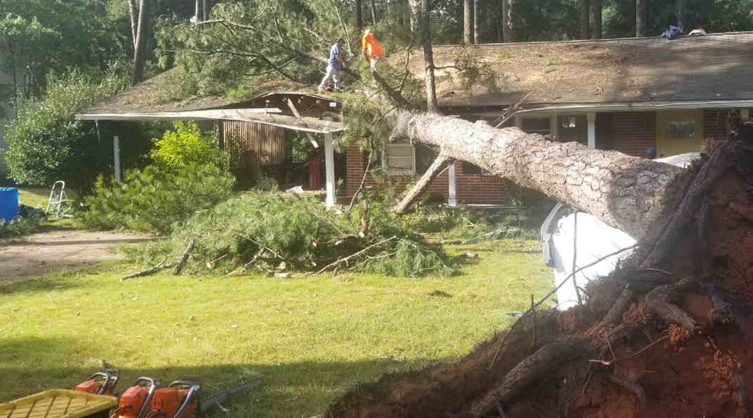 How To Remove a Tree Stump Quickly? All You Need To Know