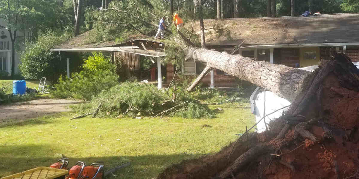 how to remove a tree stump quickly