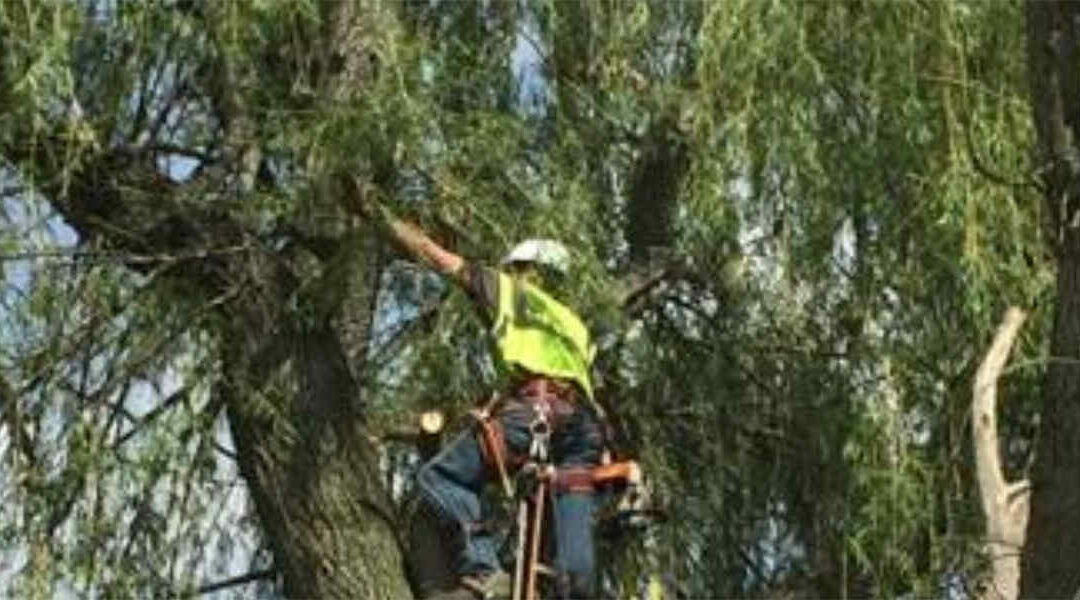 How To Save a Stressed Tree: 4 Tips