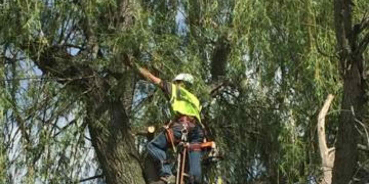 how to save a stressed tree