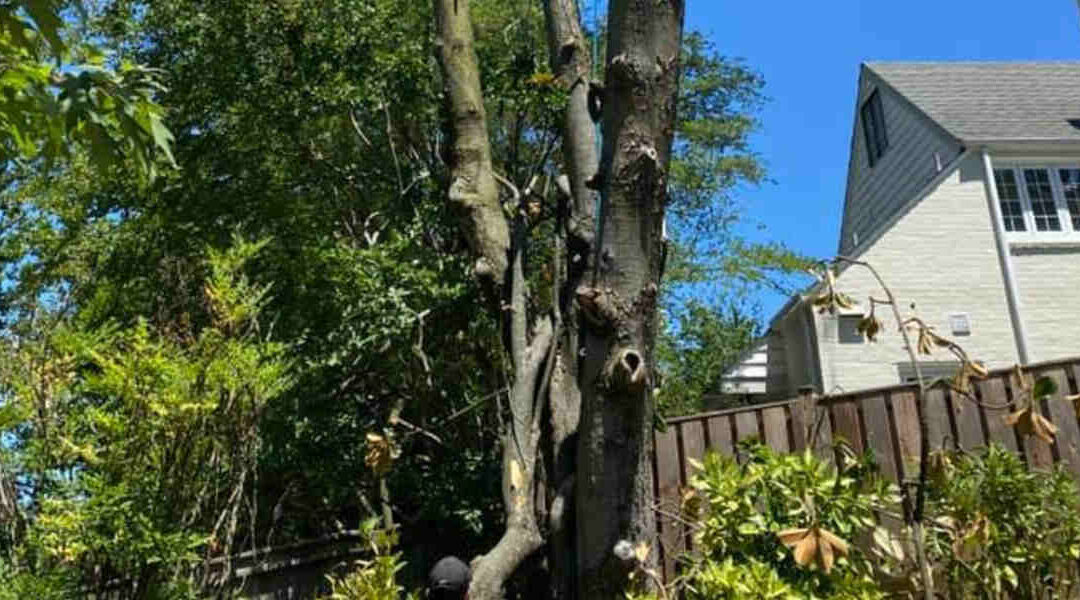 6 Low Maintenance Trees to Plant in Your Santa Rosa, CA Yard