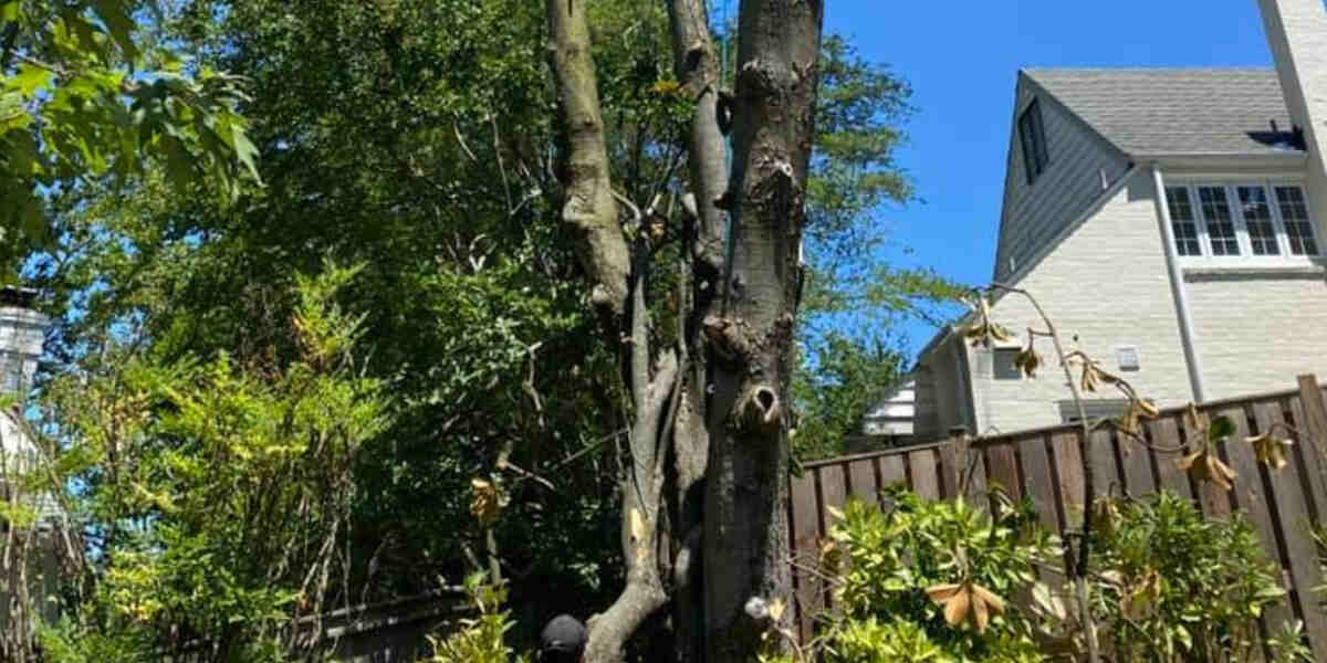 low maintenance trees