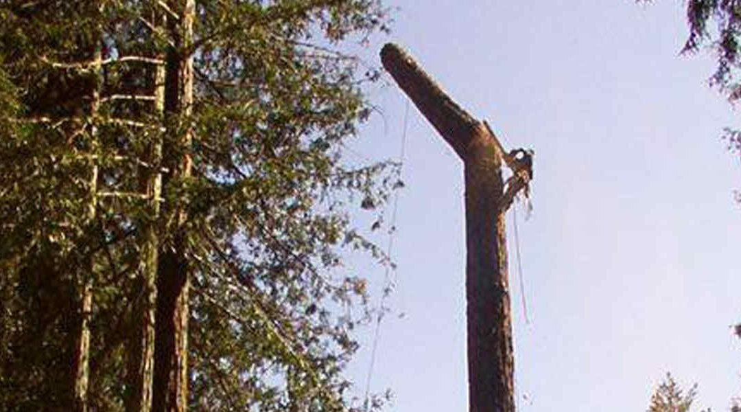 Five Signs Your Tree Needs Professional Pruning Service in Petaluma, CA