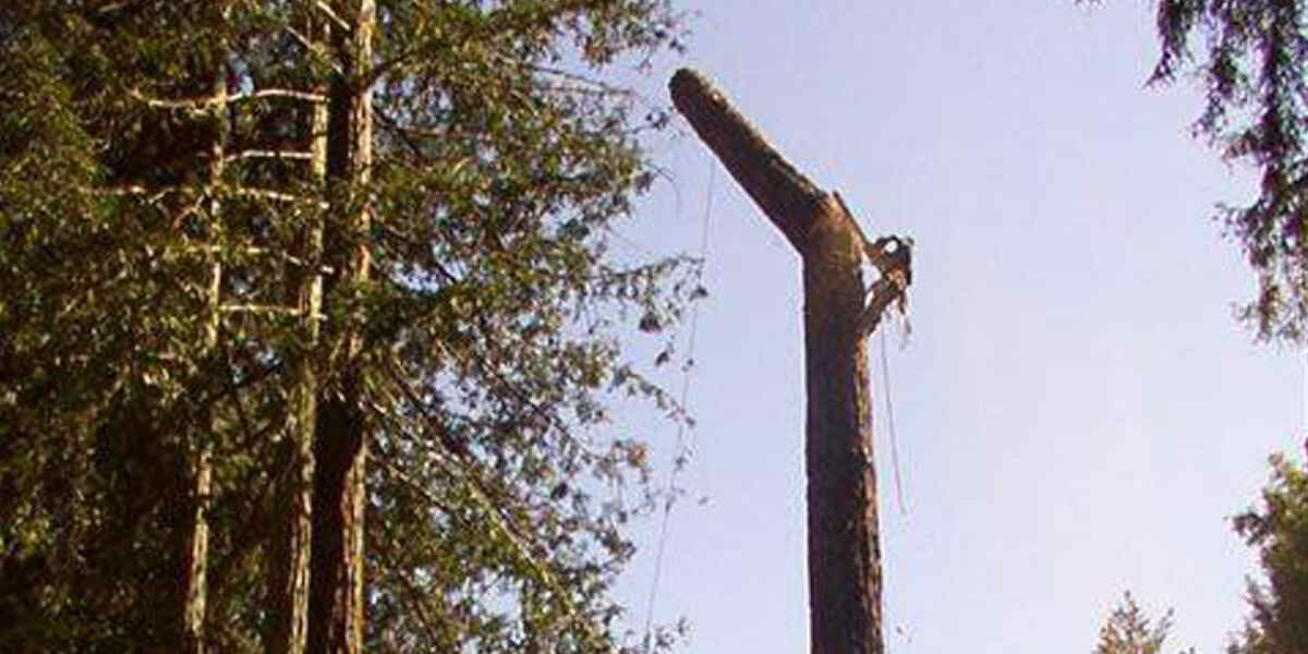 professional tree pruning