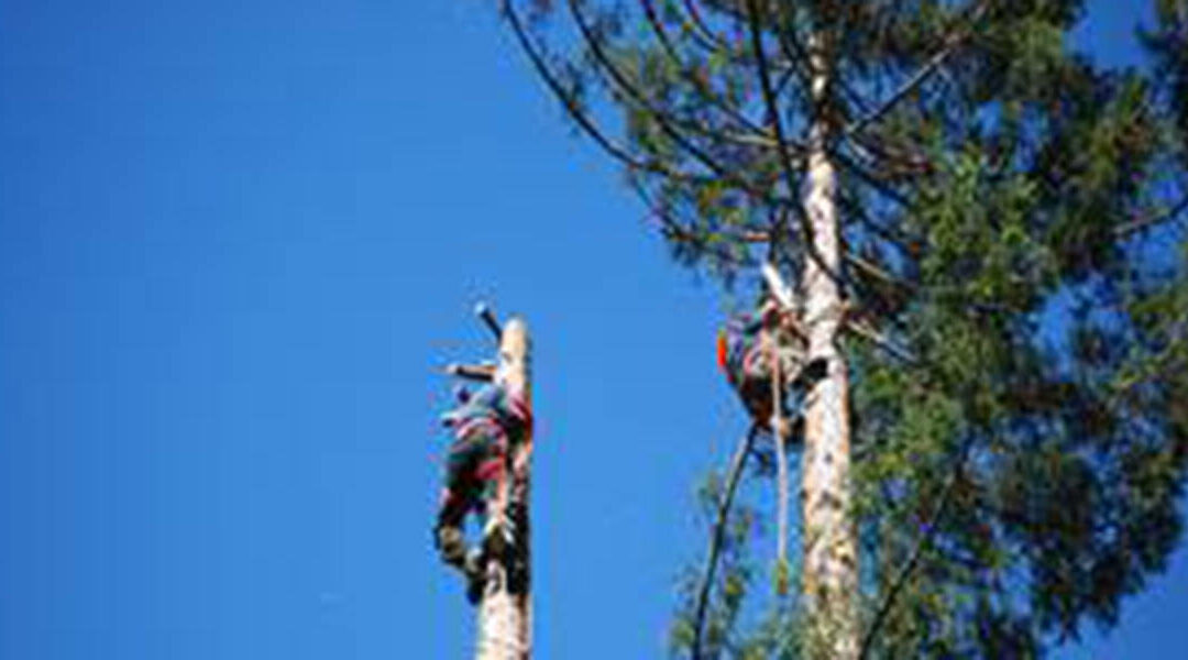 What You Need To Know When Pruning Tall Trees in Santa Rosa, CA