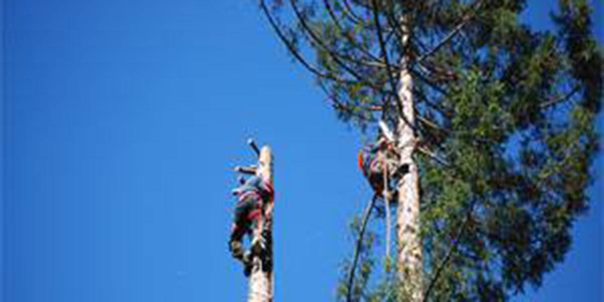 pruning tall trees