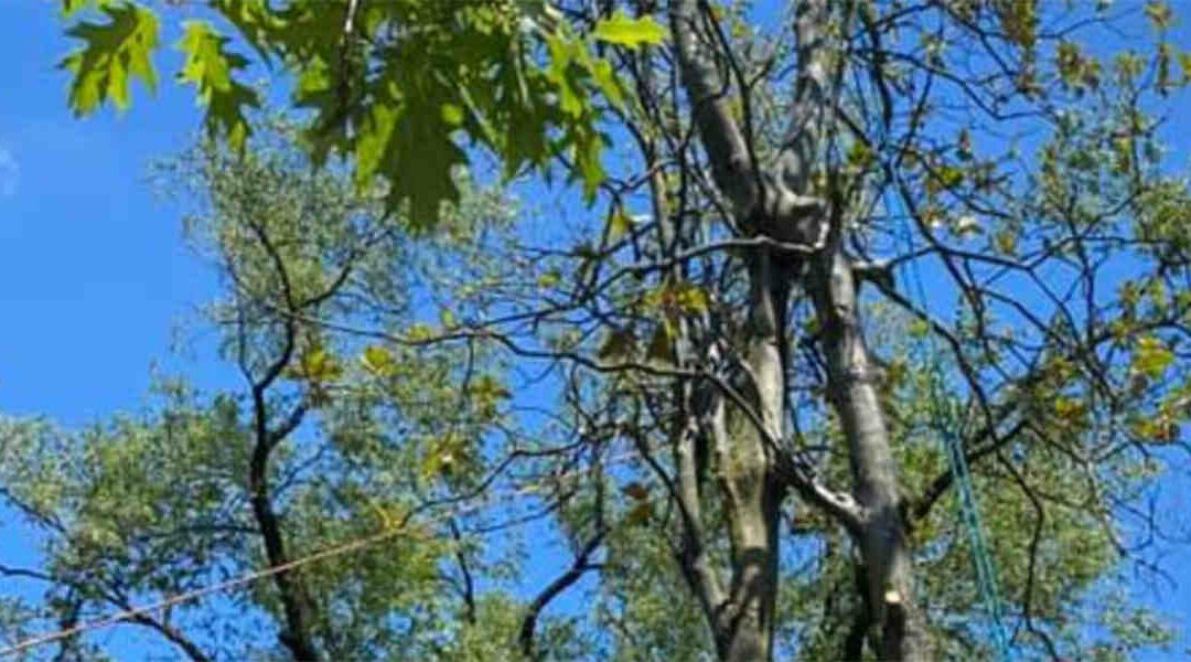Five Signs of Tree Disease You Should Not Ignore  