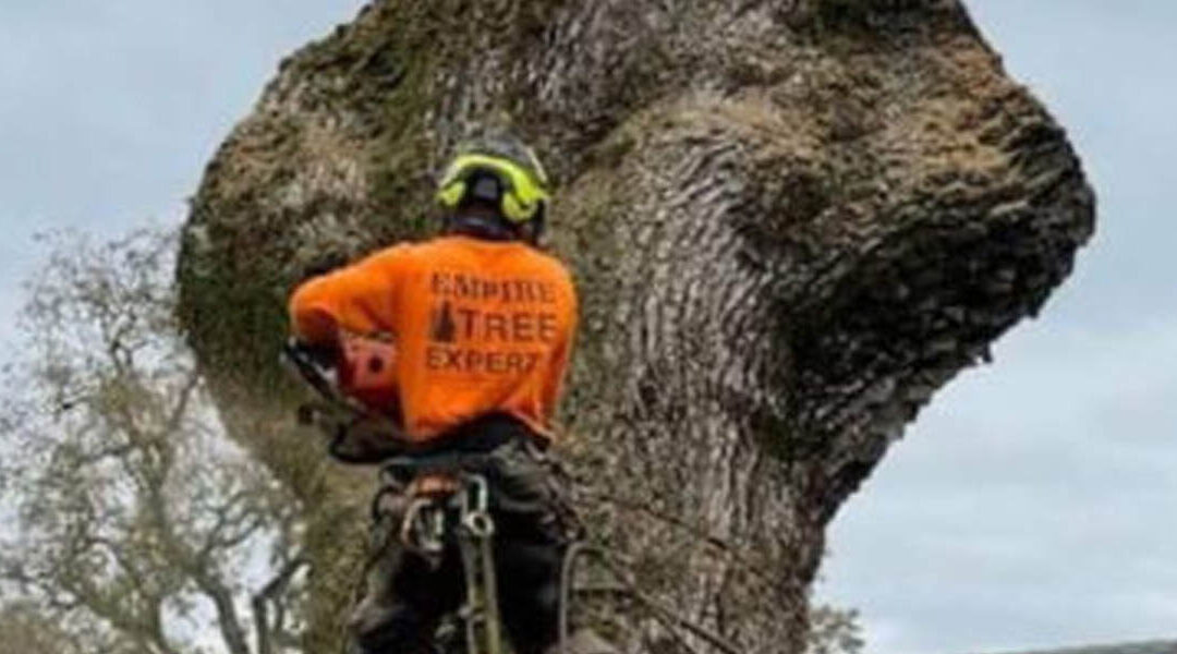 Why Your Tree Only Has Branches on One Side in Kenwood, CA