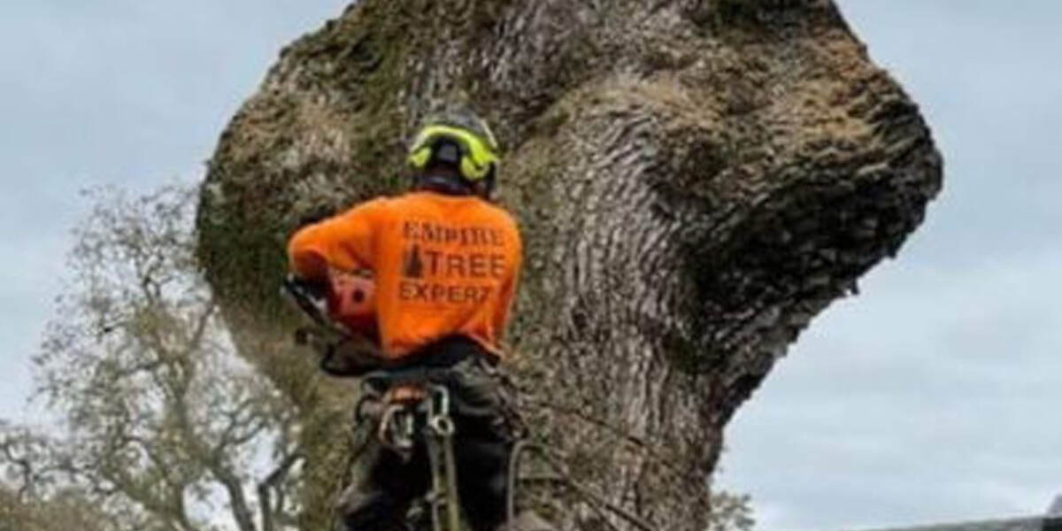 tree only has branches on one side