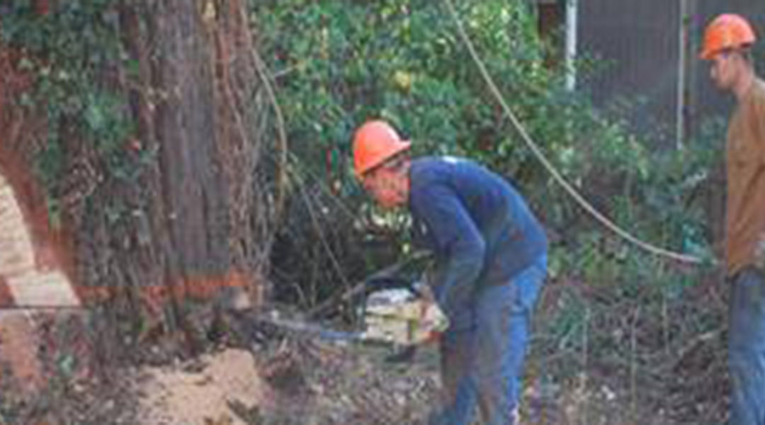 When Do You Need a Tree Removal Permit in Santa Rosa, CA?
