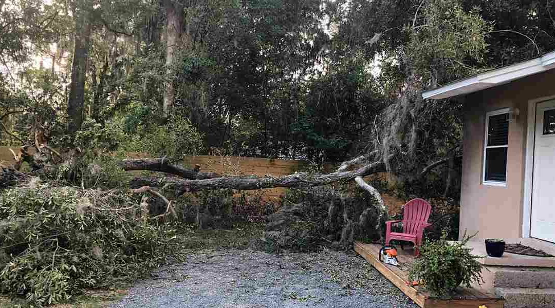 What Happens If My Tree Falls on My Neighbor’s House in Santa Rosa, CA?